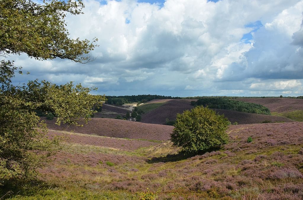 Een schilderachtig landschap van glooiende heuvels bedekt met paarse heide onder een gedeeltelijk bewolkte hemel. Een paar bomen, waaronder een prominente boom op de heuvel, zijn zichtbaar, en weelderig groen gebladerte contrasteert met de heide. Bosgebieden in de verte vormen een perfecte omgeving voor het bevorderen van duurzame relaties.