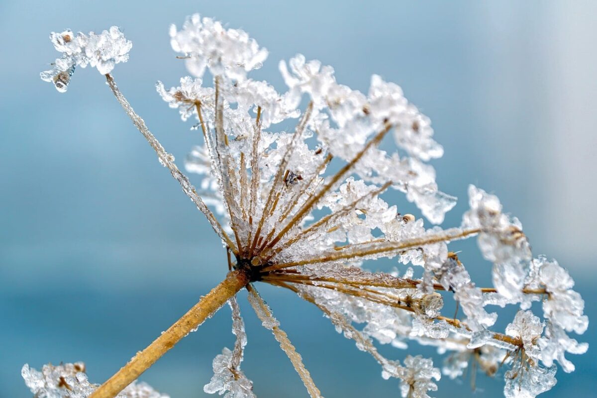 Januari date maand - bloem winter