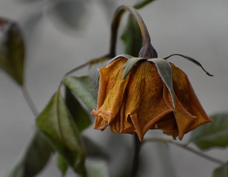 Waarheid uiterlijk bloem verwelkt