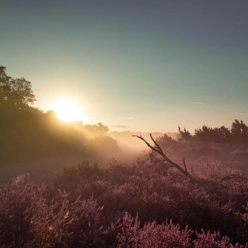 Succesverhaal PartnerSelect Ad & Adrie - natuur hei zonsopgang