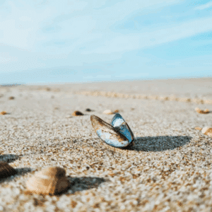 Een close-up van een blauwe en bruine zeeschelp rechtop op een zandstrand, met verspreide schelpen rondom en een blauwe lucht op de achtergrond, die de ervaring van vredige momenten aan zee vastlegt.
