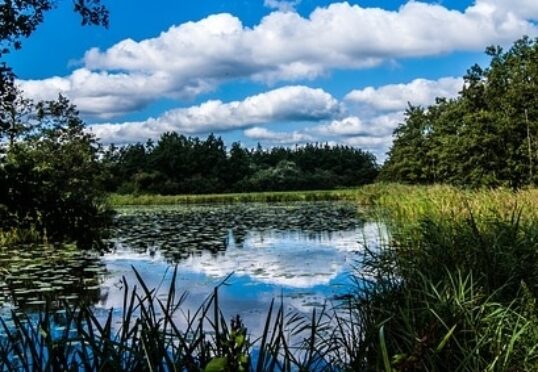 Een sereen, reflecterend meer omgeven door hoog gras, riet en dichte bomen onder een helderblauwe lucht met verspreide witte wolken. Het wateroppervlak weerspiegelt de wolken en het gebladerte, wat de vredige sfeer van dit weelderige landschap versterkt, net als een perfecte matchmaking van de elementen van de natuur.