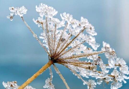 Januari date maand - bloem winter