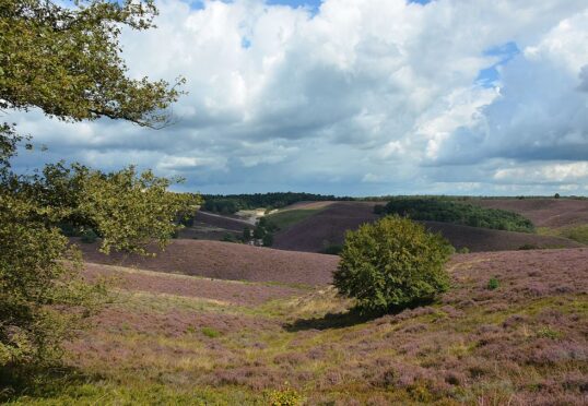 Een schilderachtig landschap van glooiende heuvels bedekt met paarse heide onder een gedeeltelijk bewolkte hemel. Een paar bomen, waaronder een prominente boom op de heuvel, zijn zichtbaar, en weelderig groen gebladerte contrasteert met de heide. Bosgebieden in de verte vormen een perfecte omgeving voor het bevorderen van duurzame relaties.